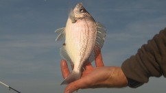 Bream fishing technics with Francis COUZINET Bream fishing technics with Francis COUZINET
